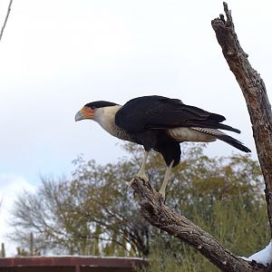 Crested caracara (Caracara plancus)