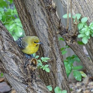 Hooded oriole (Icterus cucullatus)