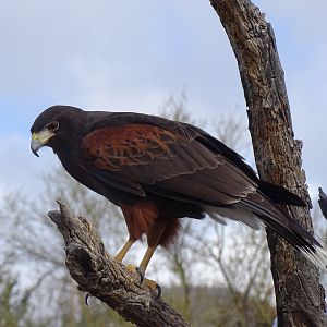 Harris's hawk (Parabuteo unicinctus)