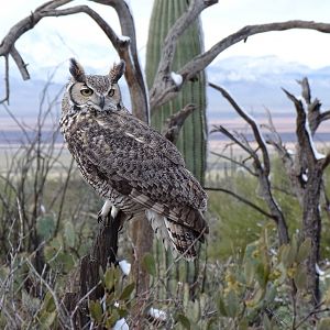 Great horned owl (Bubo virginianus)