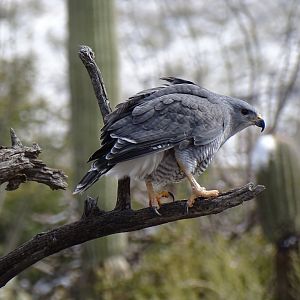 Grey hawk (Buteo plagiatus)
