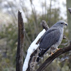 Grey hawk (Buteo plagiatus)
