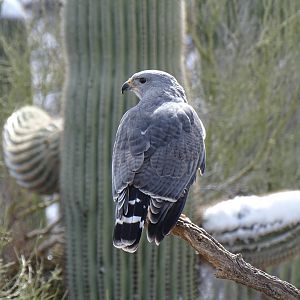 Grey hawk (Buteo plagiatus)