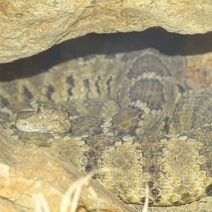 Baja rattlesnake (Crotalus enyo)