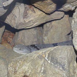 Banded rock rattlesnake (Crotalus lepidus klauberi)