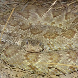 Mojave rattlesnake (Crotalus scutulatus)