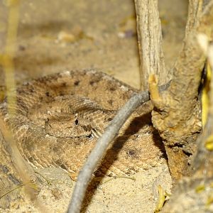 sonoran rattlesnake (Crotalus cerastes)