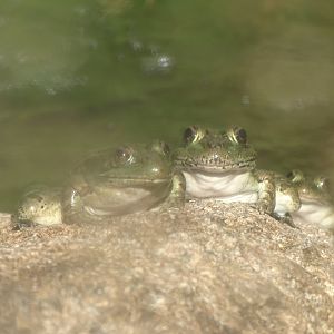 Northern leopard frog (Lithobates pipiens)
