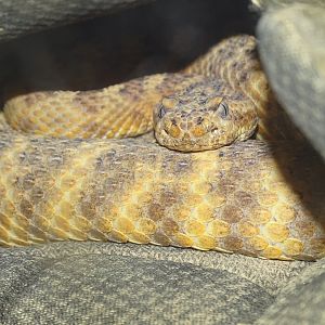 Tiger rattlesnake (Crotalus tigris)