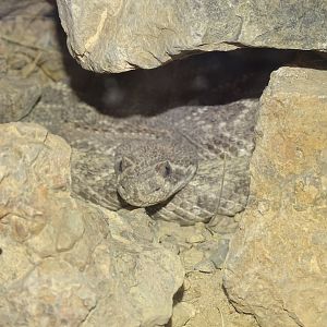 Western diamondback rattlesnake (Crotalus atrox)