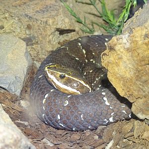 Cantil (Agkistrodon bilineatus)