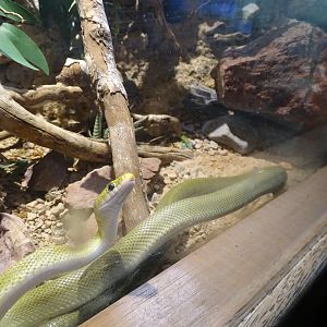 Green ratsnake (Gonyosoma oxycephalum)
