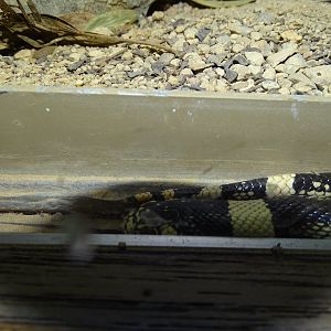 Long-nosed snake (Rhinocheilus lecontei)