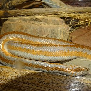 Rosy boa (Lichanura trivirgata)
