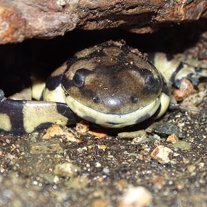 Tiger salamander (Ambystoma tigrinum)