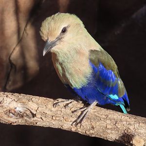 Blue-bellied Roller (Coracias cyanogaster)