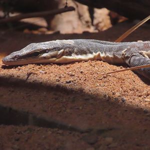 Kimberley Rock Monitor (Varanus glauerti)