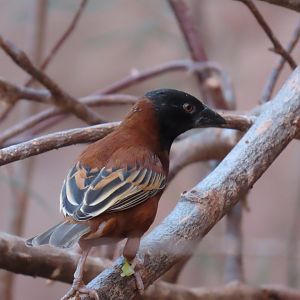 Chestnut Weaver (Ploceus rubiginosus)