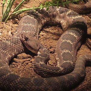 Arizona Black Rattlesnake (Crotalus cerberus)
