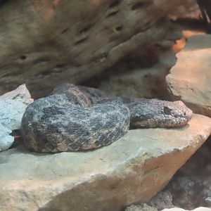 Mottled Rock Rattlesnake (Crotalus lepidus lepidus)