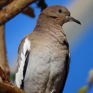 White-winged Dove (Zenaida asiatica)