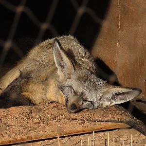 Bat-eared Fox (Otocyon megalotis)