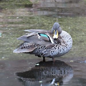 Yellow-billed Duck (Anas undulata)