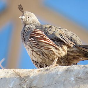 Gambel’s Quail (Callipepla gambelii)