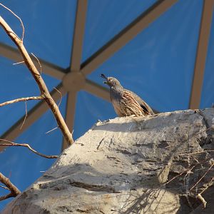 Gambel’s Quail (Callipepla gambelii)