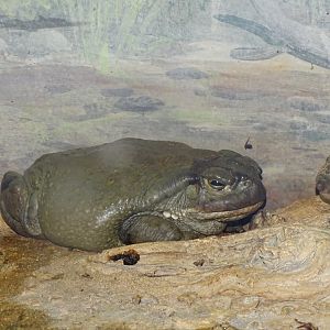 Colorado River toad (Incilius alvarius)