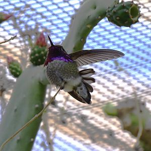 Costa's hummingbird (Calypte costae)