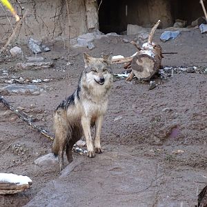 Mexican wolf (Canis lupus baileyi)
