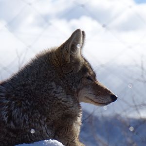 Coyote (Canis latrans)