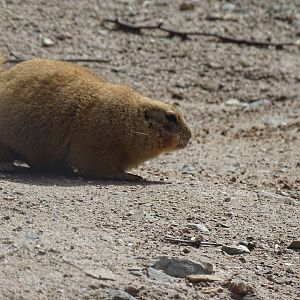 Black-tailed prairie dog (Cynomys ludovicianus)