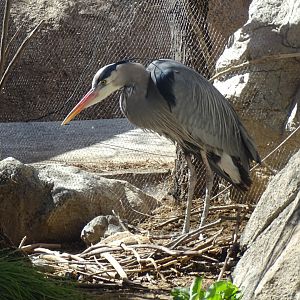 Great blue heron (Ardea herodias)