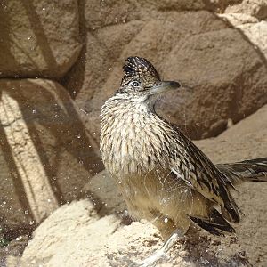 Greater roadrunner (Geococcyx californianus)