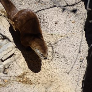 Canadian otter (Lontra canadensis)
