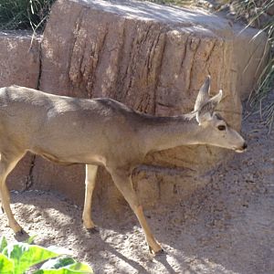 Mule deer (Odocoileus hemionus)