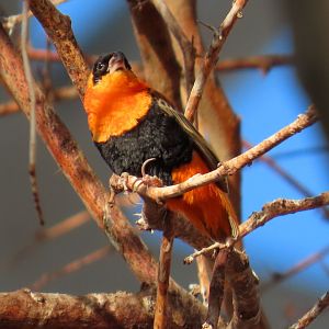 Northern Red Bishop (Euplectes franciscanus)