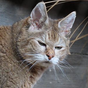African Wildcat (Felis lybica)