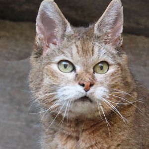 African Wildcat (Felis lybica)
