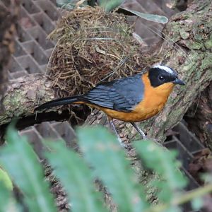 Snowy-crowned Robin-chat (Cossypha niveicapilla)