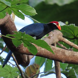 Violet Turaco (Tauraco violaceus)