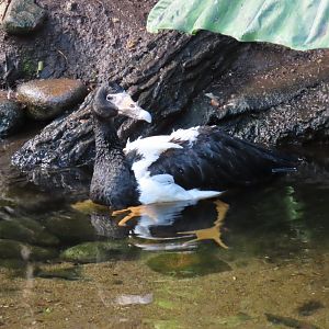 Magpie Goose (Anseranas semipalmata)