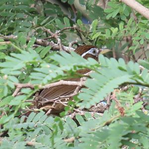 Chinese Hwamei (Garrulax canorus)
