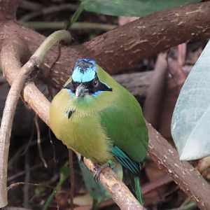 Amazonian Motmot