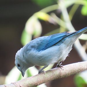 Blue-gray Tanager (Thraupis episcopus)