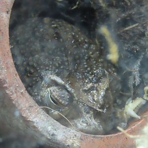Puerto Rican Crested Toad (Peltophryne lemur)