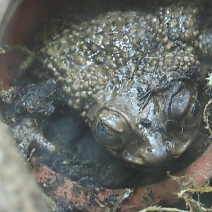 Puerto Rican Crested Toad (Peltophryne lemur)