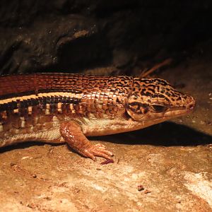 Karsten’s Plated Lizard (Zonosaurus karsteni)
